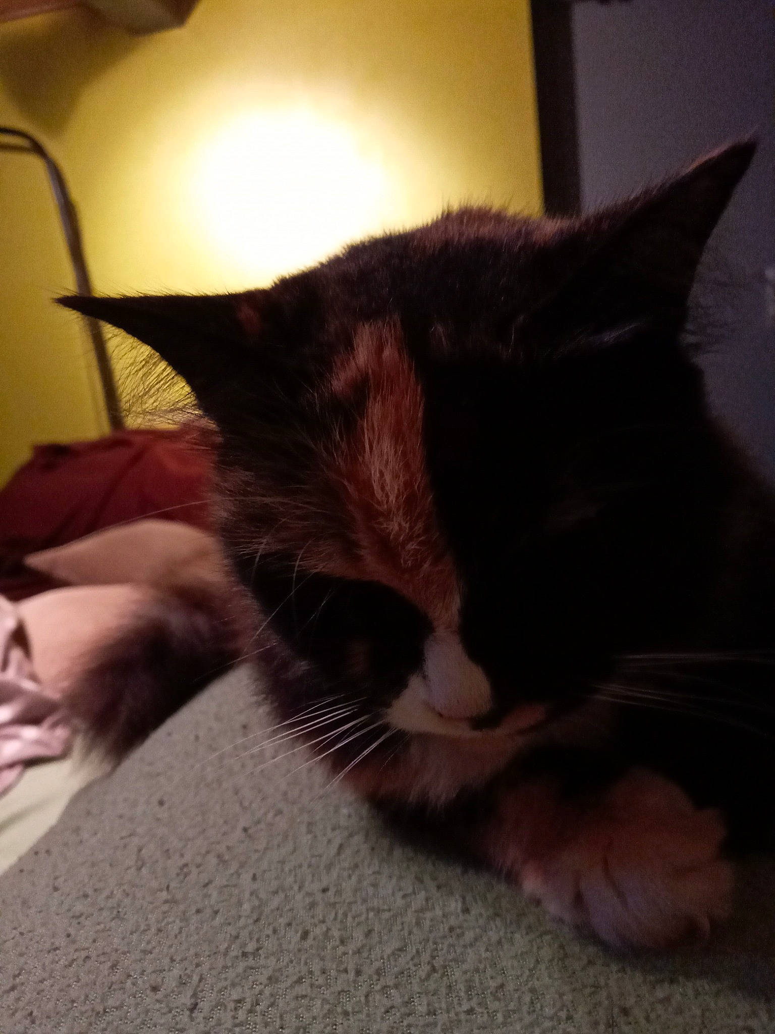 Fripouile a rejoint le concours — aidez-le/la à gagner de superbes lots ! carnivore, cat, domestic_short_haired_cat, ear, eye, felidae, fur, kitten, nap, nose, sky, sleep, small_to_medium_sized_cats, snout, tail, whiskers