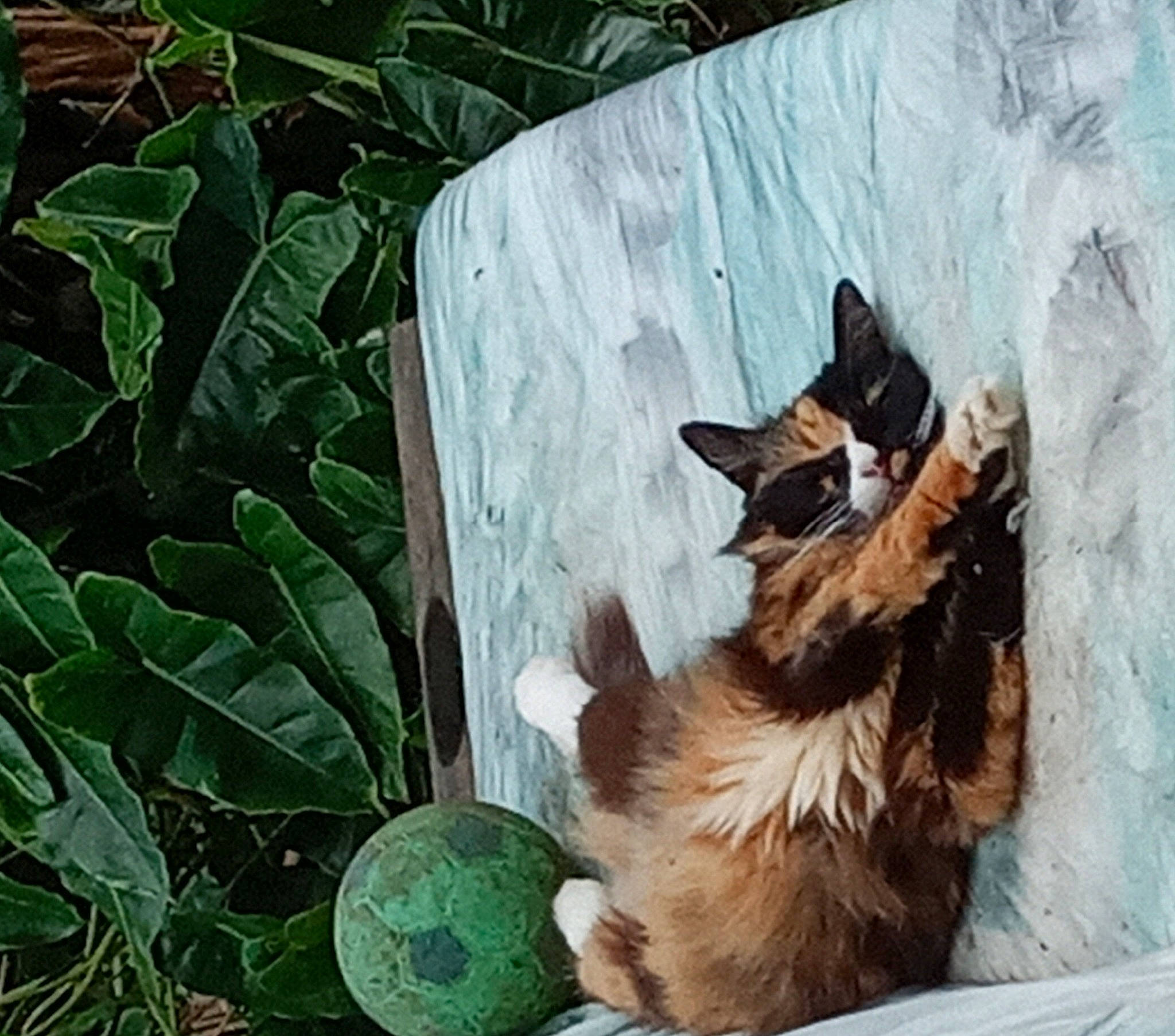 Fripouile participe au concours pour gagner de l'argent avec cette photo : canidae, carnivore, cat, dog, dog_breed, felidae, german_shepherd_dog, kitten, plant, puppy, small_to_medium_sized_cats