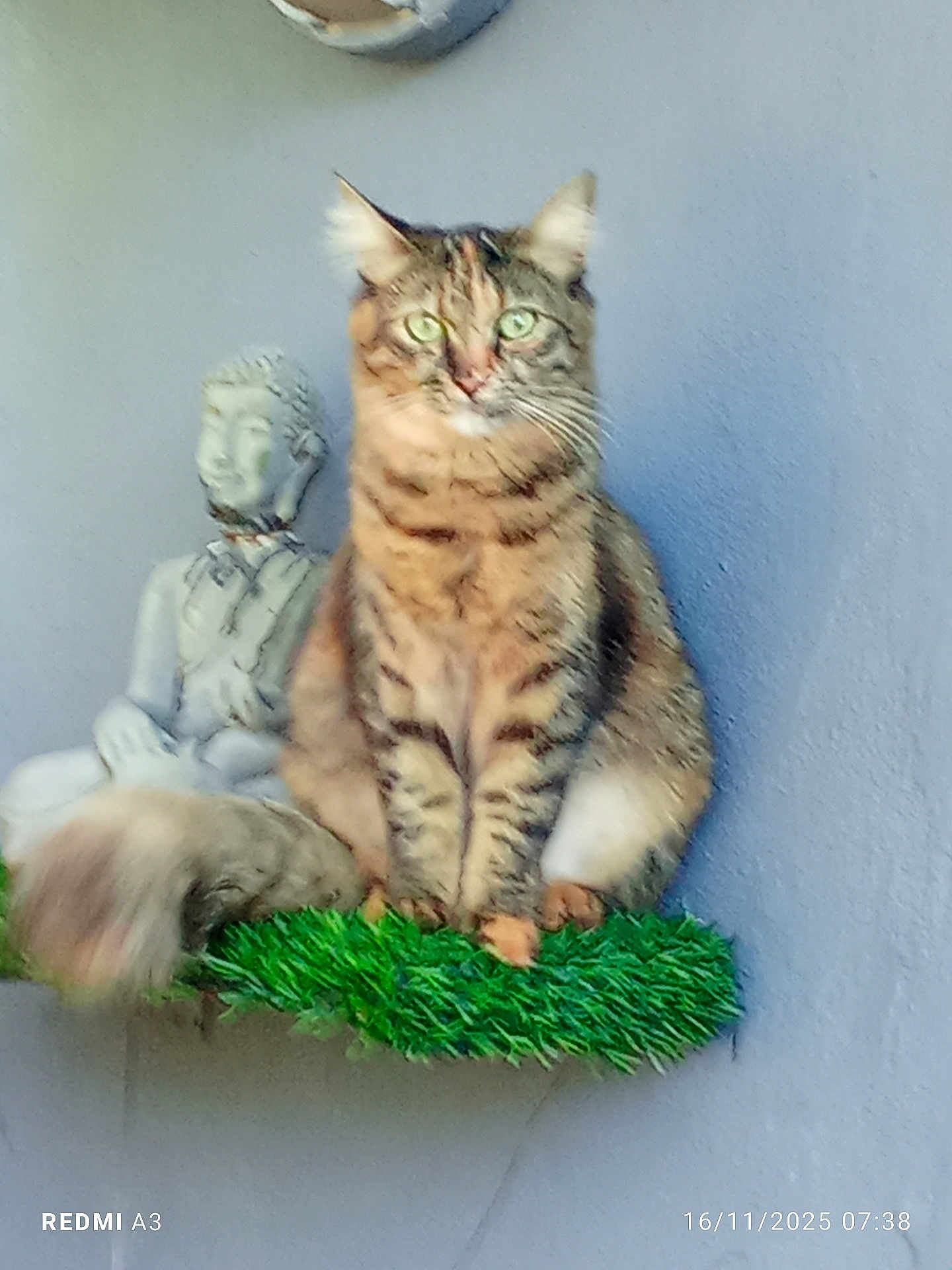 Willow participe au concours pour gagner de l'argent avec cette photo : cat, tabby_cat, pet, statue, buddha_statue, wall, artificial_grass, shelf, sitting, green_eyes, whiskers, tail, paws, portrait, closeup, outdoor, stucco_wall, decorative_object, date_stamp, watermark