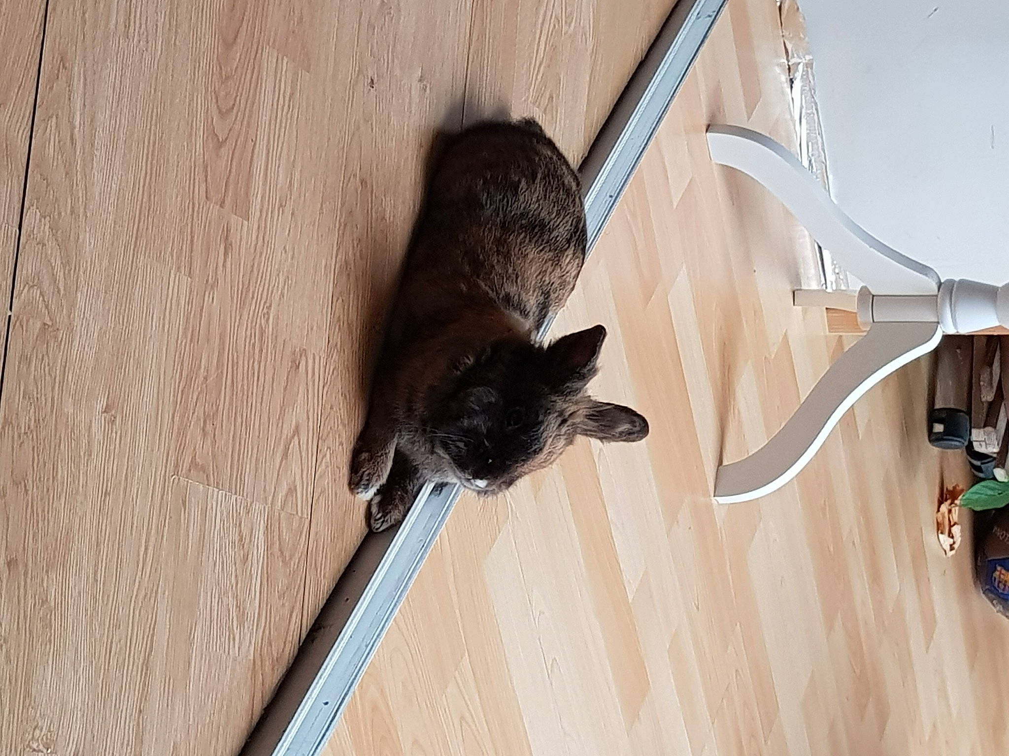 Oggy a rejoint le concours — aidez-le/la à gagner de superbes lots ! cat, fawn, felidae, small_to_medium_sized_cats, tail, whiskers