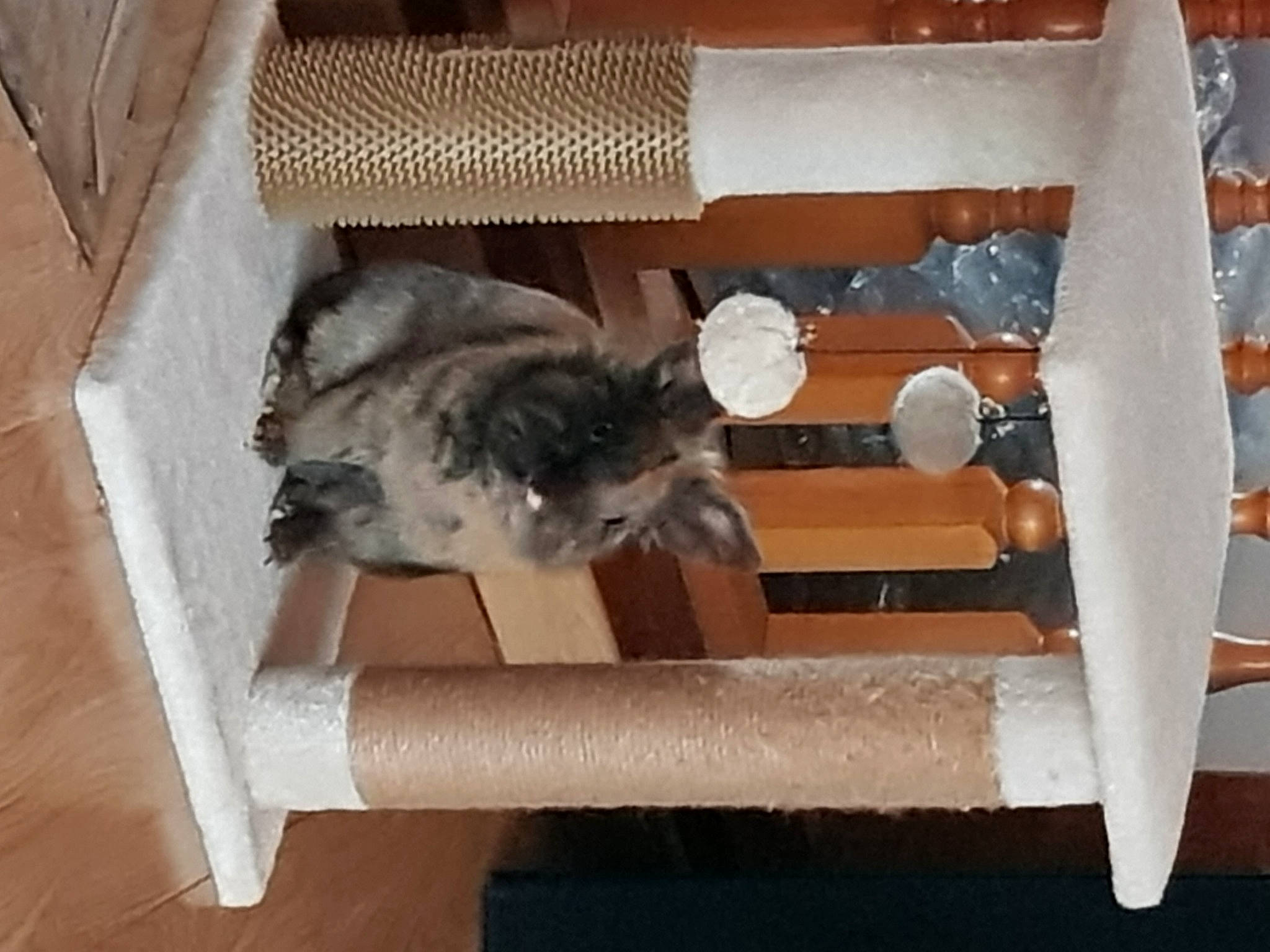 Oggy participe au concours pour gagner de l'argent avec cette photo : carnivore, cat, fawn, felidae, kitten, norwegian_forest_cat, small_to_medium_sized_cats