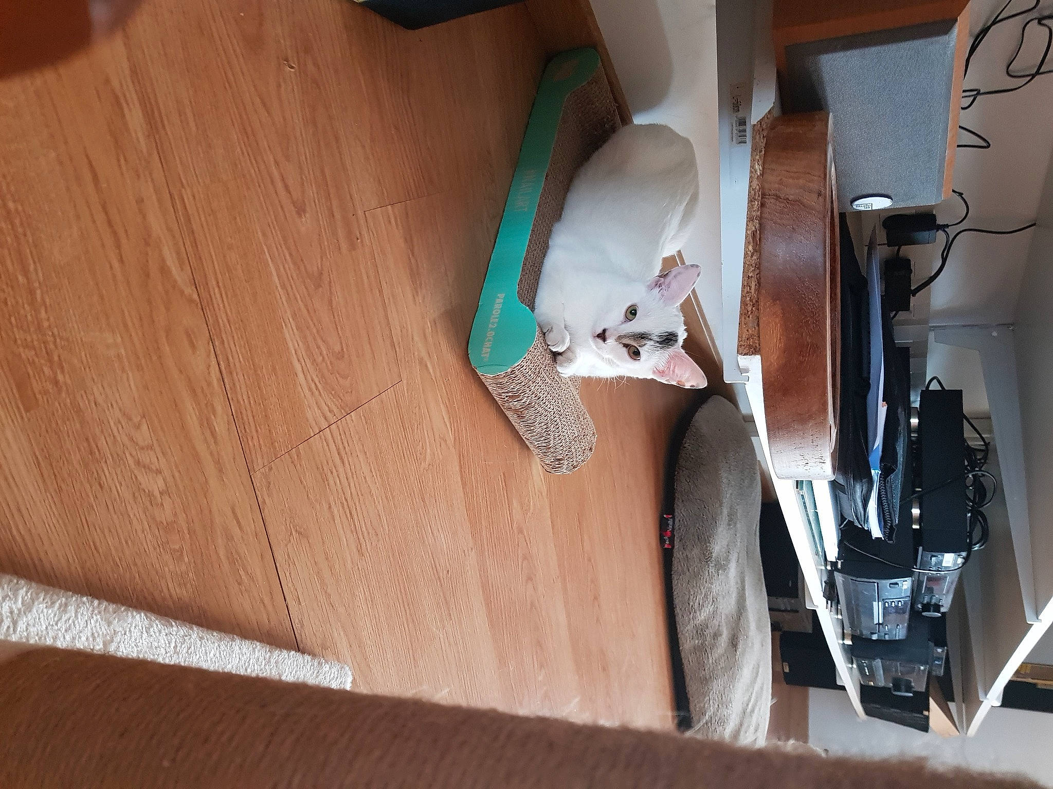 Perle participe au concours pour gagner de l'argent avec cette photo : hardwood, plywood, wood