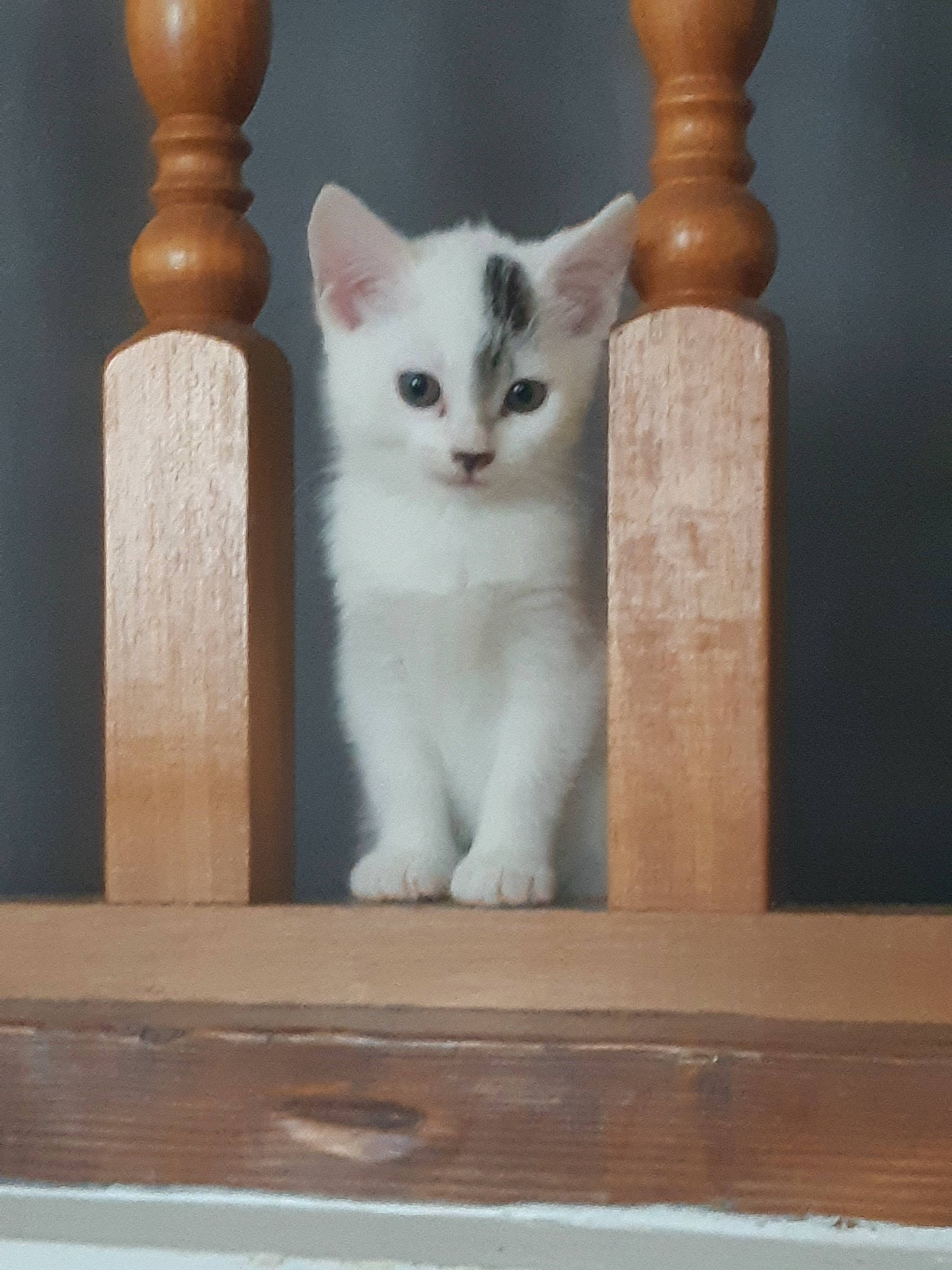 Perle a rejoint le concours — aidez-le/la à gagner de superbes lots ! asian, british_shorthair, carnivore, cat, domestic_short_haired_cat, fawn, felidae, kitten, small_to_medium_sized_cats, stairs, turkish_angora, whiskers, wood