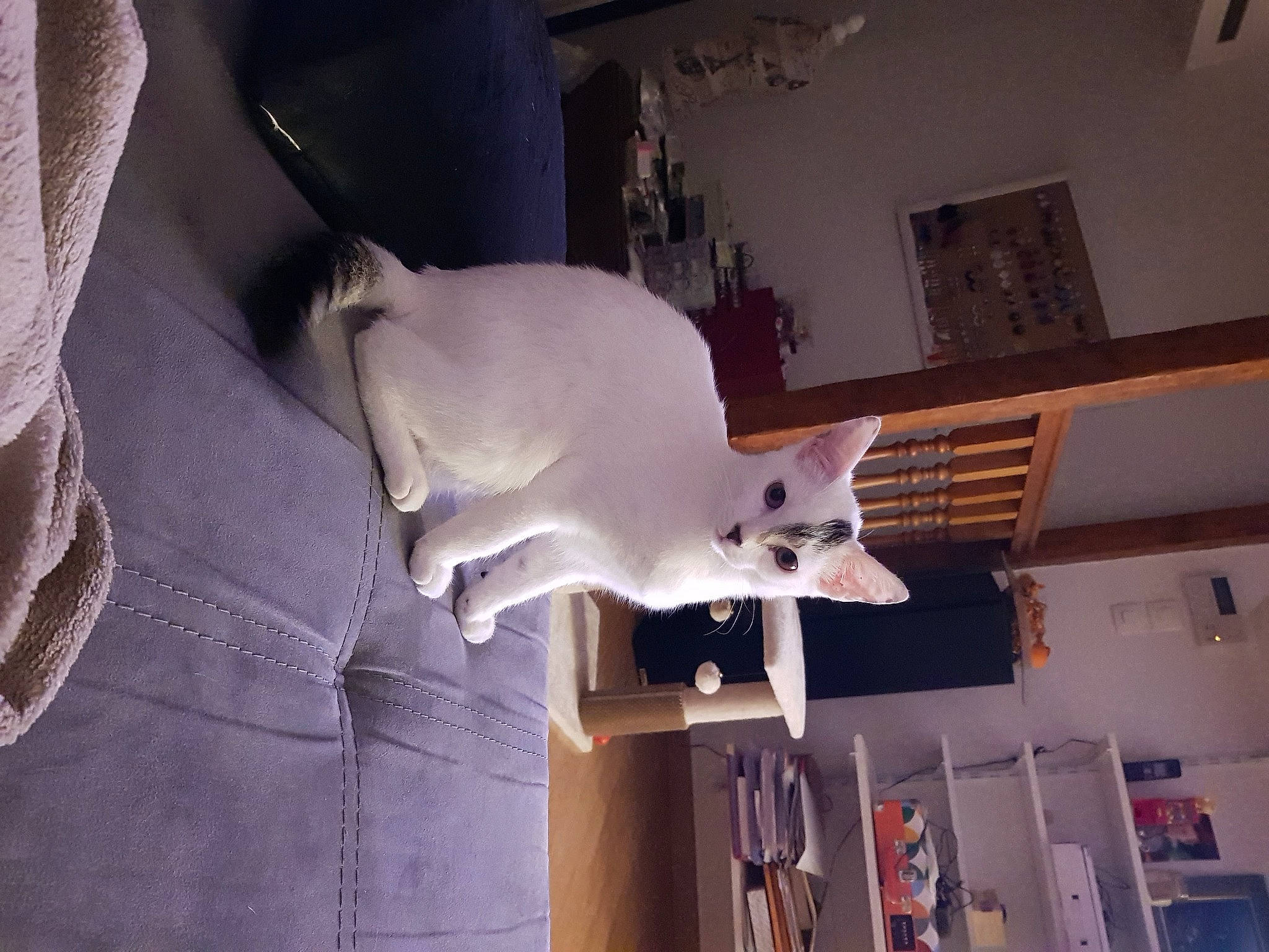 Perle a rejoint le concours — aidez-le/la à gagner de superbes lots ! carnivore, cat, felidae, khao_manee, kitten, small_to_medium_sized_cats, tail, turkish_angora, whiskers