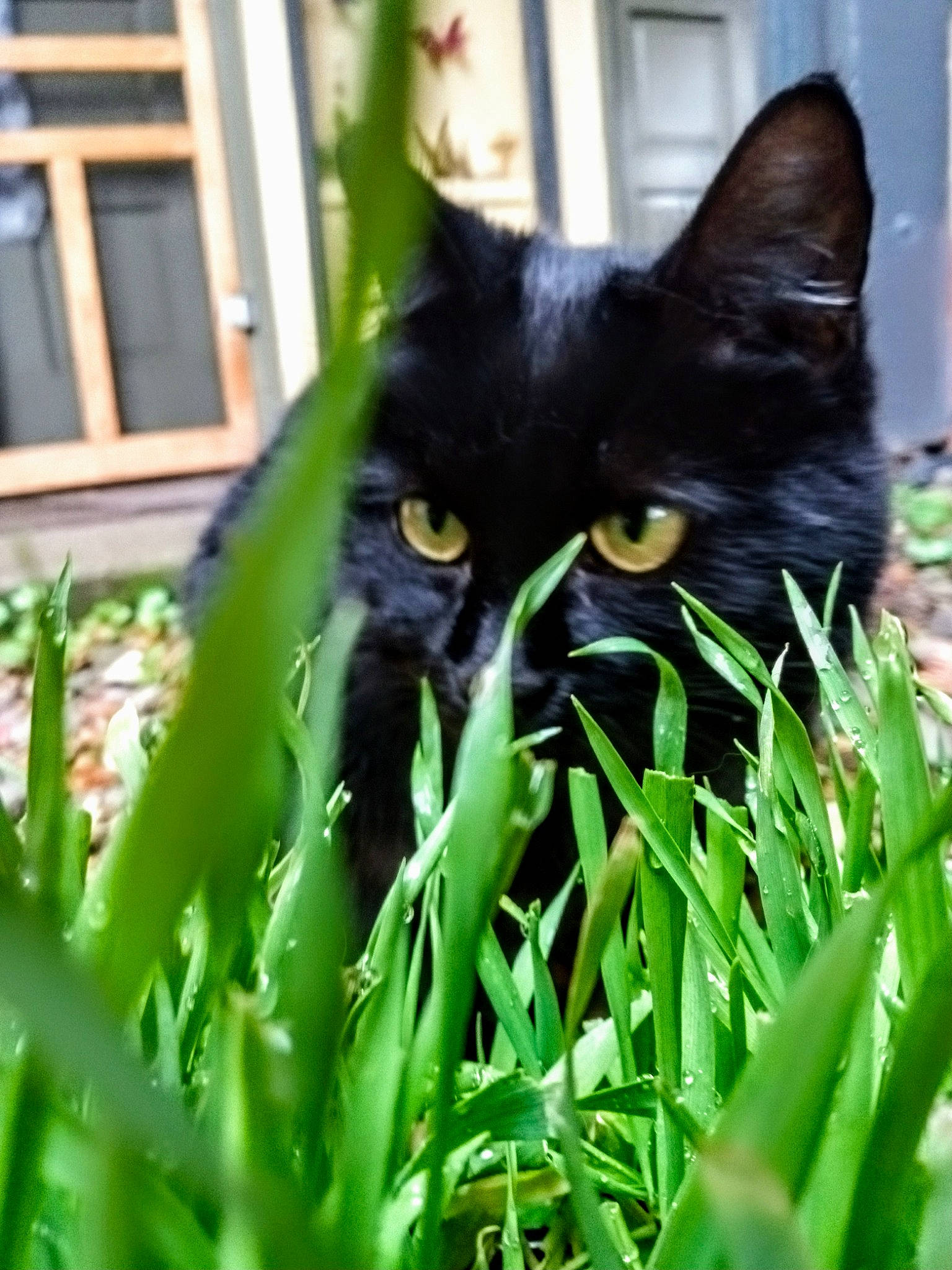 Blacky is registered to the contest to win money with this photo: black_cat, bombay, carnivore, cat, close_up, felidae, grass, grass_family, groundcover, iris, lawn, organism, plant, small_to_medium_sized_cats, snout, tail, terrestrial_animal, terrestrial_plant, tree, whiskers