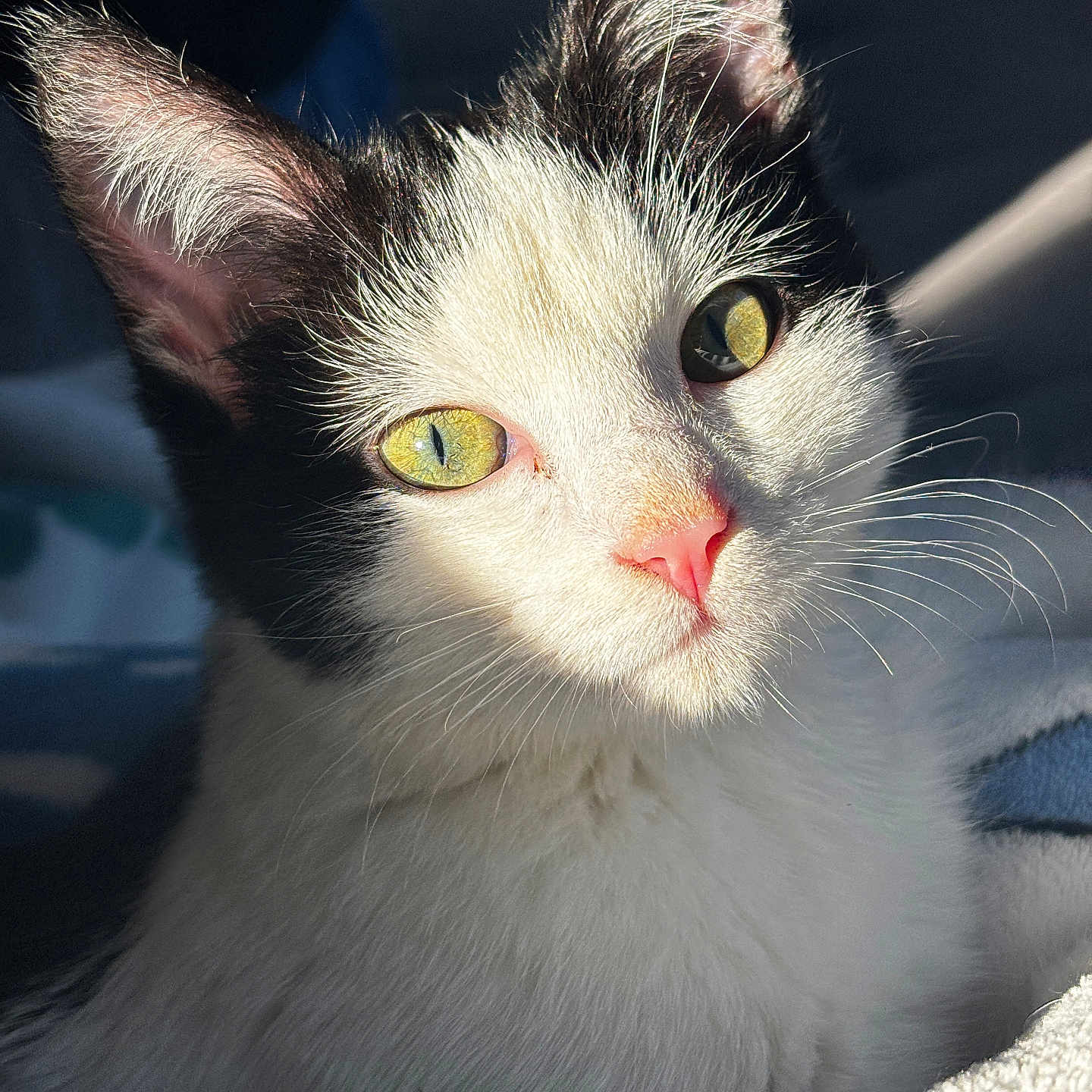 Junior a rejoint le concours — aidez-le/la à gagner de superbes lots ! abyssinian, angora, animal, cat, kitten, manx, pet, siamese, white