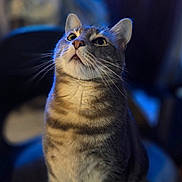 Scar participe au concours pour gagner de l'argent avec cette photo : alert, animal, cat, chair, closeup, curious, cute, domestic_cat, feline, fur, household, indoor, looking_up, mammal, pet, portrait, seated, striped, tabby, whiskers