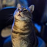 alert, animal, cat, chair, closeup, curious, cute, domestic_cat, feline, fur, household, indoor, looking_up, mammal, pet, portrait, seated, striped, tabby, whiskers