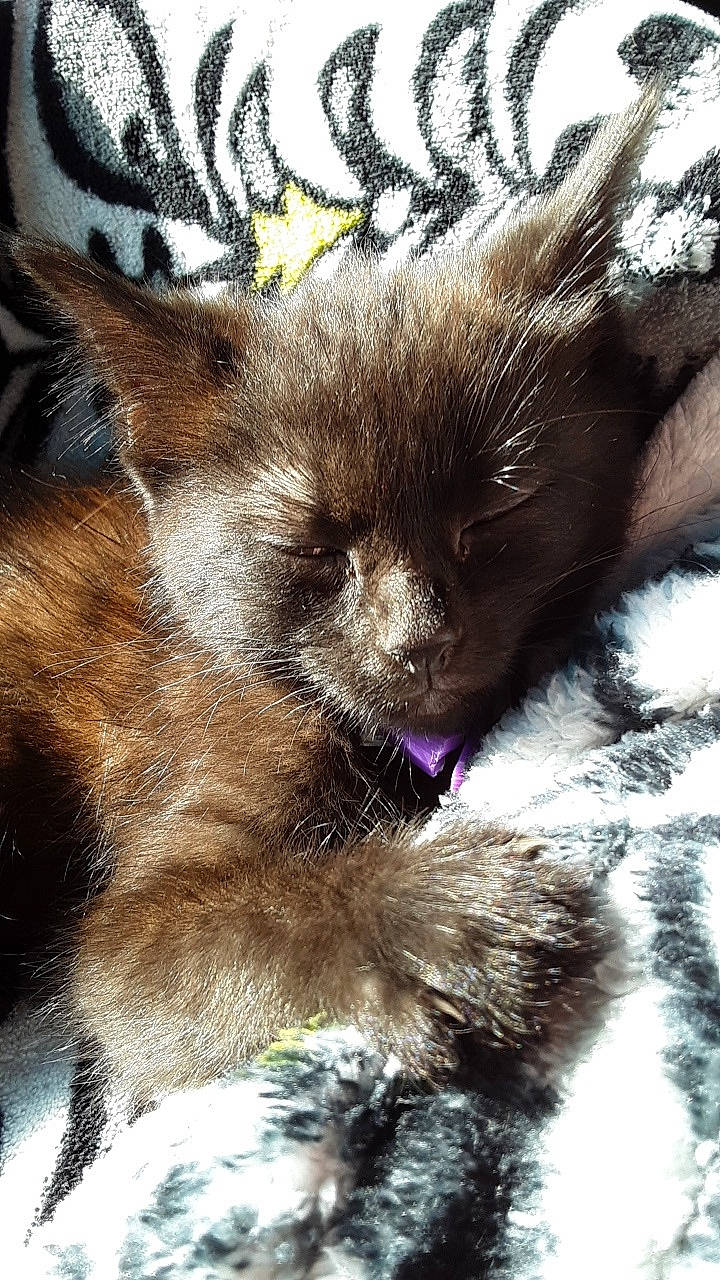 Boo joined the competition — help win amazing prizes! cairn_terrier, canidae, carnivore, cat, ear, fawn, felidae, fur, kitten, paw, small_to_medium_sized_cats, snout, tail, whiskers