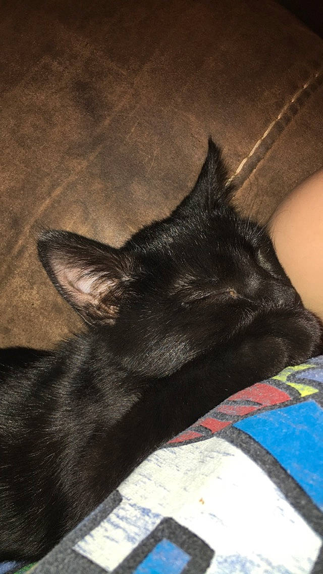 Boo joined the competition — help win amazing prizes! black_cat, bombay, canidae, carnivore, cat, dog_breed, ear, felidae, havana_brown, mammal, small_to_medium_sized_cats, snout, whiskers