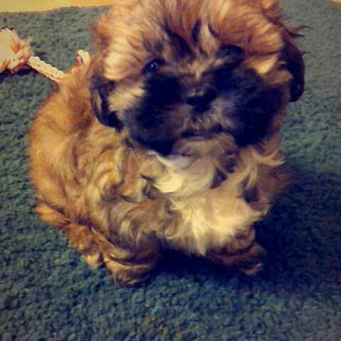 Bentley