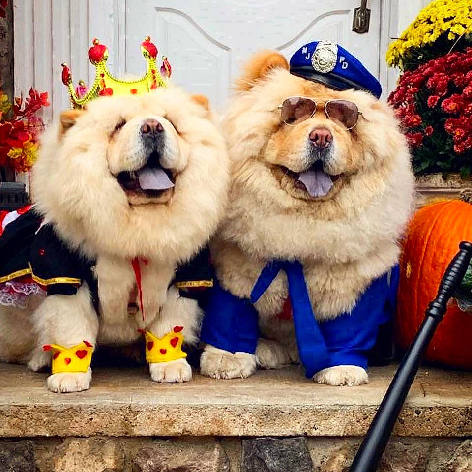 King And Bella joined the competition — help win amazing prizes! ancient_dog_breeds, canidae, carnivore, chow_chow, companion_dog, dog, dog_breed, food, non_sporting_group, puppy, snout, sporting_group