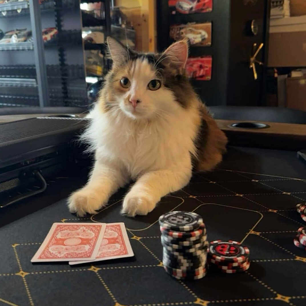 Wilhelmina is registered to the contest to win money with this photo: angora, animal, casino, cat, city, document, fun, gambling, game, kitten, manx, nightlife, pet, receipt, text, urban