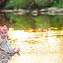 Saylor is registered to the contest to win money with this photo: baby, child, pink_bow, headband, dress, water, river, rocks, sunset, golden_light, outdoor, nature, shallow_water, sitting, curious, portrait, blue_eyes, barefoot, summer, reflection
