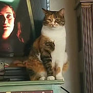 Cali is registered to the contest to win money with this photo: animal, cabinet, calico_cat, cat, decor, expression, furniture, indoor, knob, light, painted_furniture, pet, room, shadow, sitting, sticker, television, wall, woman_face, wood