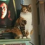 animal, cabinet, calico_cat, cat, decor, expression, furniture, indoor, knob, light, painted_furniture, pet, room, shadow, sitting, sticker, television, wall, woman_face, wood