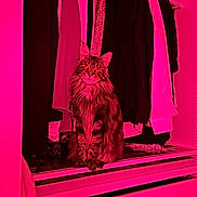 Diva participe au concours pour gagner de l'argent avec cette photo : animal, cat, closet, clothing, drawer, ears, eyes, fashion, fur, furniture, hangers, indoors, long_hair, maine_coon, pet, pink_lighting, portrait, sitting, wardrobe, whiskers