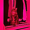 animal, cat, closet, clothing, drawer, ears, eyes, fashion, fur, furniture, hangers, indoors, long_hair, maine_coon, pet, pink_lighting, portrait, sitting, wardrobe, whiskers