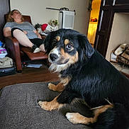 Daisy joined the competition — help win amazing prizes! dog, pet, living_room, armchair, person, woman, couch, ottoman, indoor, black_fur, tan_markings, brown_eyes, flooring, home, relaxing, portrait, looking_at_camera, fur, cozy, furniture