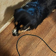 Daisy is registered to the contest to win money with this photo: dog, pet, black_dog, tricolor_dog, fur, lying_down, wooden_floor, floor, baseboard, wall, indoor, shadow, motion_blur, blurry, cable, cord, head, muzzle, sleepy, home_interior