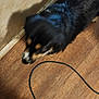 dog, pet, black_dog, tricolor_dog, fur, lying_down, wooden_floor, floor, baseboard, wall, indoor, shadow, motion_blur, blurry, cable, cord, head, muzzle, sleepy, home_interior