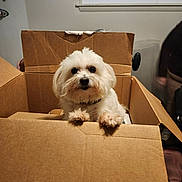 Molly is registered to the contest to win money with this photo: dog, cardboard_box, indoor, pet, white_fur, curious, animal, window, person, home, cozy, cute, paws, fur, mischievous, container, light, shadow, background, candid