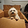 dog, cardboard_box, indoor, pet, white_fur, curious, animal, window, person, home, cozy, cute, paws, fur, mischievous, container, light, shadow, background, candid