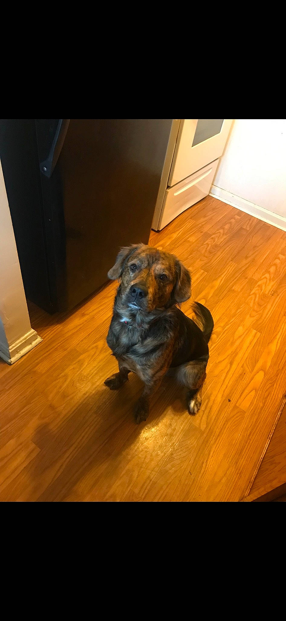 Chevy is registered to the contest to win money with this photo: brown, canidae, carnivore, comfort, companion_dog, dog, dog_breed, fawn, floor, flooring, hardwood, laminate_flooring, liver, plank, snout, varnish, wood, wood_flooring, wood_stain, working_animal