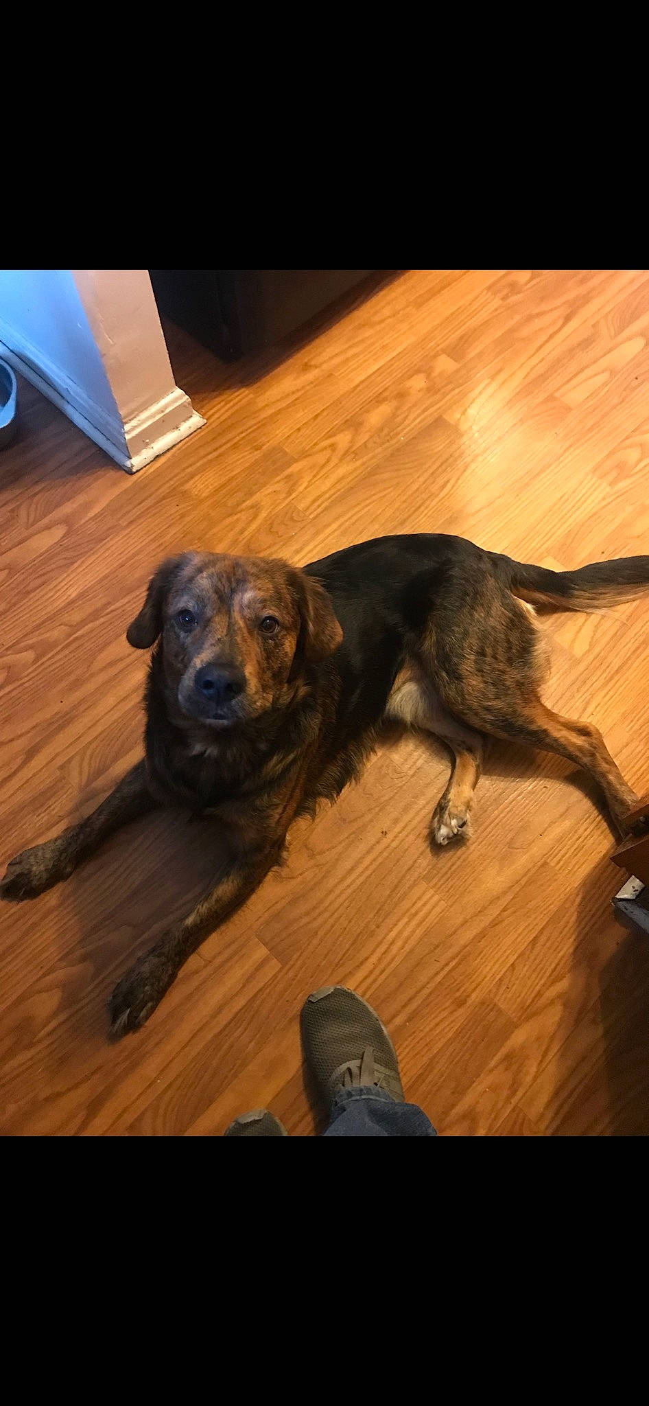 Chevy joined the competition — help win amazing prizes! carnivore, comfort, companion_dog, dog, dog_breed, floor, flooring, fur, guard_dog, hardwood, laminate_flooring, liver, plank, tail, tints_and_shades, varnish, wood, wood_flooring, wood_stain, working_animal