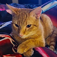 Tigger joined the competition — help win amazing prizes! cat, ginger_cat, tabby, feline, pet, paw, whiskers, ears, nose, fur, close_up, portrait, cozy, relaxed, bed, blanket, bedding, indoor, living_room, television