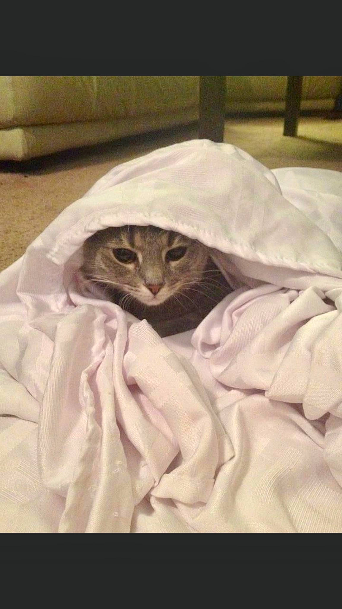 Amelia joined the competition — help win amazing prizes! bed_sheet, bedding, beige, blanket, carnivore, cat, comfort, domestic_short_haired_cat, dress_shirt, duvet, felidae, fur, linens, sleeve, small_to_medium_sized_cats, terrestrial_animal, textile, whiskers, wood