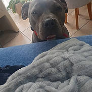 Thaya participe au concours pour gagner de l'argent avec cette photo : dog, pet, gray_dog, short_hair, red_collar, animal_face, portrait, close_up, indoors, home, blanket, plush_blanket, bed, tile_floor, chair, plants, window, looking_at_camera, serious_expression, cozy