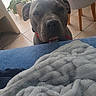 dog, pet, gray_dog, short_hair, red_collar, animal_face, portrait, close_up, indoors, home, blanket, plush_blanket, bed, tile_floor, chair, plants, window, looking_at_camera, serious_expression, cozy