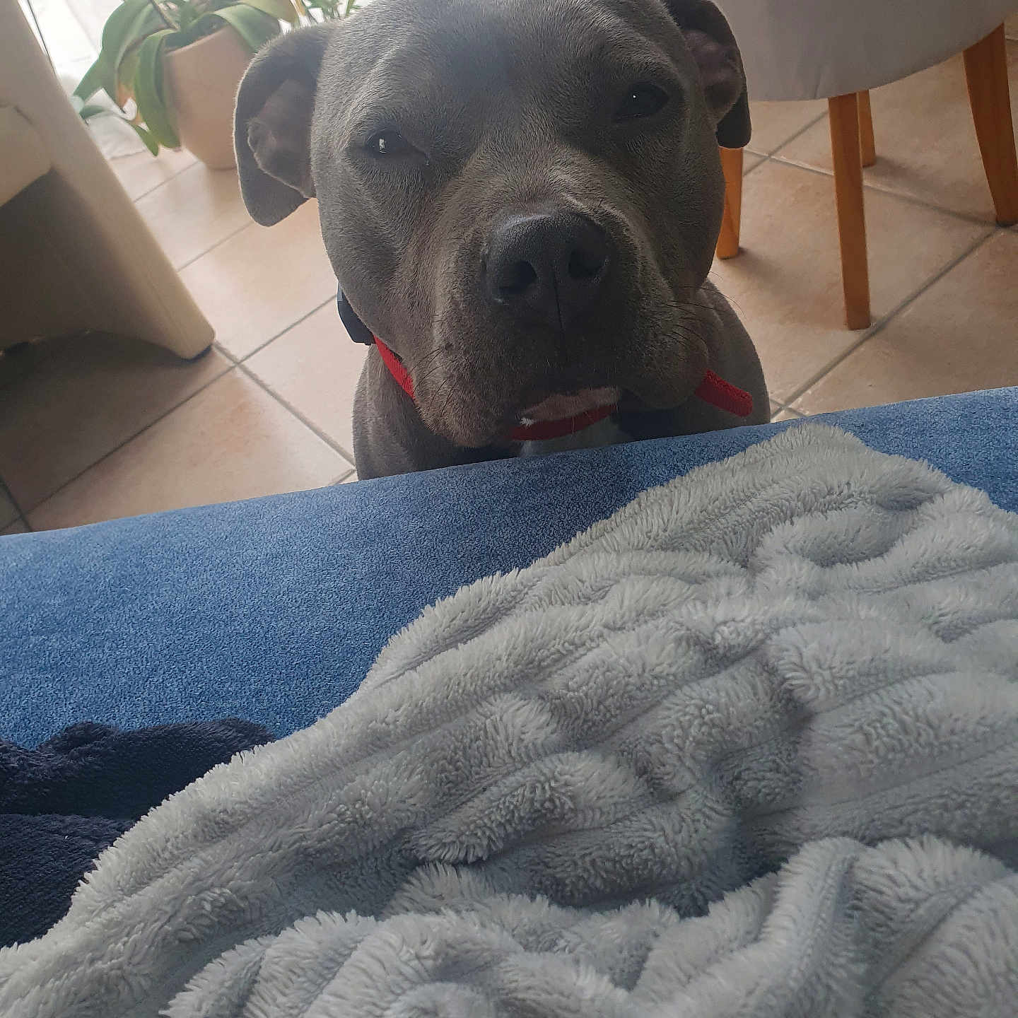 Thaya participe au concours pour gagner de l'argent avec cette photo : dog, pet, gray_dog, short_hair, red_collar, animal_face, portrait, close_up, indoors, home, blanket, plush_blanket, bed, tile_floor, chair, plants, window, looking_at_camera, serious_expression, cozy