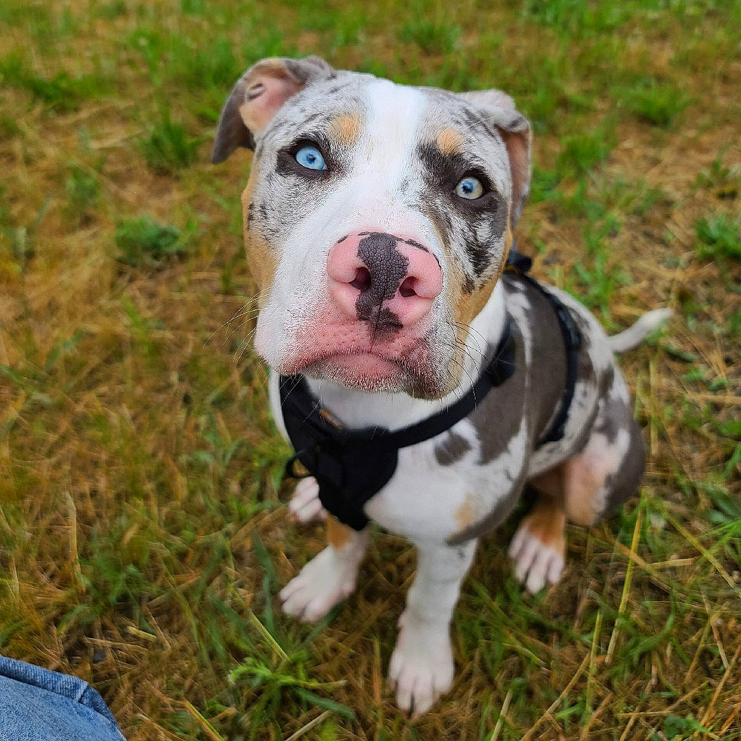 Lycan is registered to the contest to win money with this photo: canidae, carnivore, collar, companion_dog, dog, dog_breed, dog_collar, fawn, grass, non_sporting_group, sporting_group, terrestrial_animal, whiskers, working_animal, working_dog