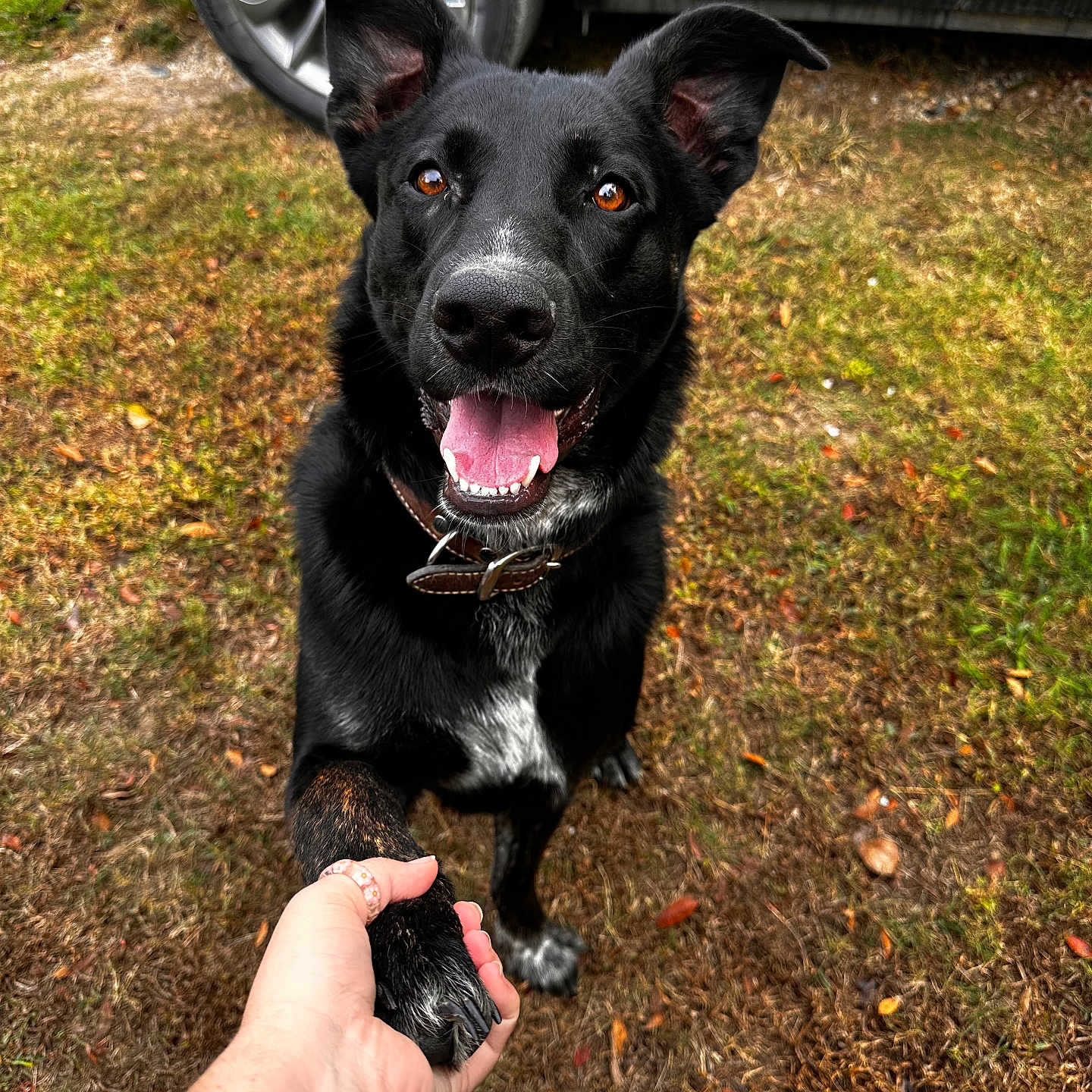 Cooper joined the competition — help win amazing prizes! accessories, alloywheel, animal, bag, canine, car, carwheel, dog, grass, handbag, machine, person, pet, plant, spoke, strap, tire, transportation, vehicle, wheel