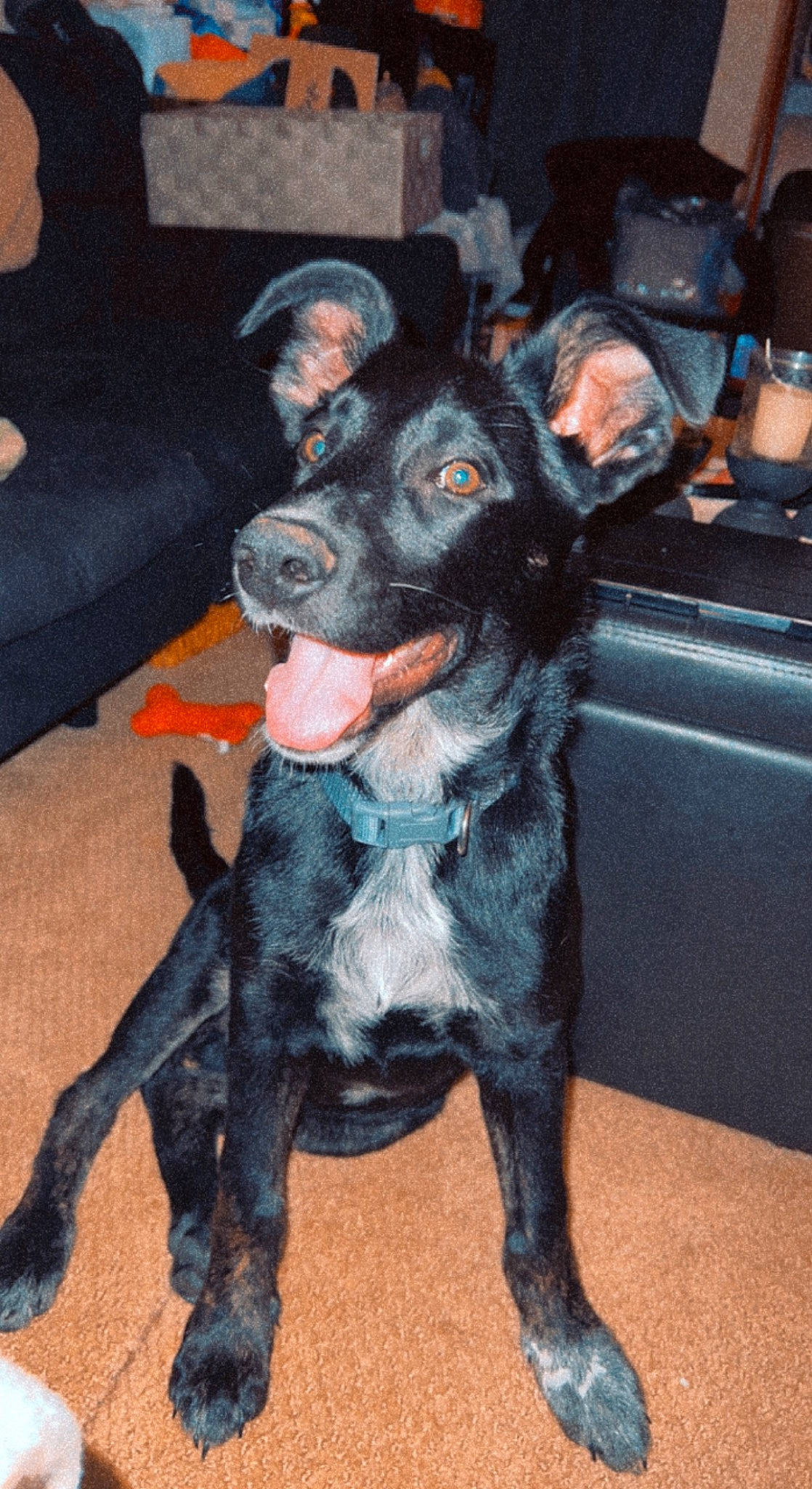 Cooper is registered to the contest to win money with this photo: art, borador, canidae, carnivore, comfort, companion_dog, couch, dog, dog_breed, ear, fawn, fur, guard_dog, paw, snout, sporting_group, tail, toy_dog, whiskers, working_animal