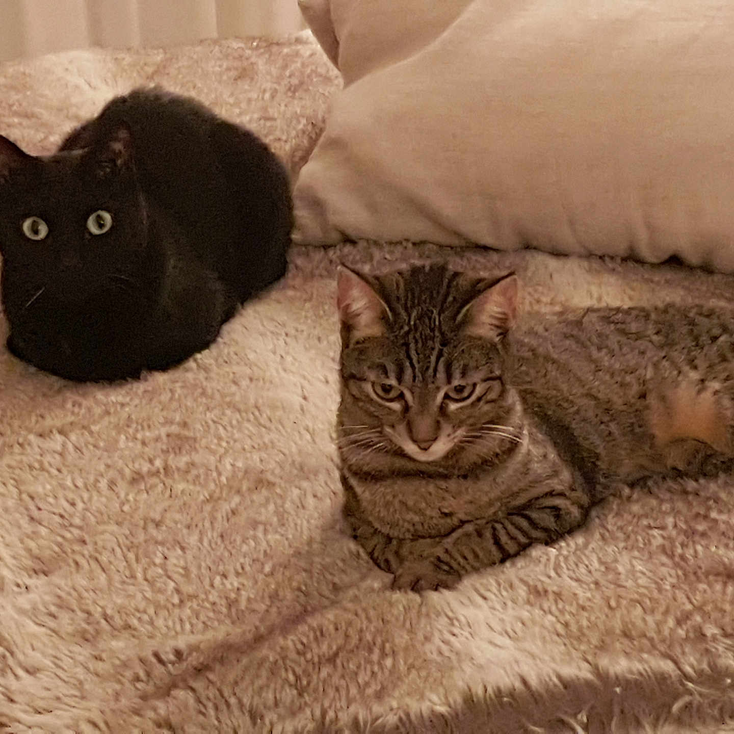 Paco Et Joy a rejoint le concours — aidez-le/la à gagner de superbes lots ! abyssinian, animal, architecture, bed, blackcat, blanket, building, cat, chair, couch, cushion, furniture, homedecor, indoors, kitten, linen, livingroom, manx, pet, room