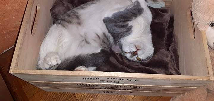 Fifi participe au concours pour gagner de l'argent avec cette photo : canidae, carnivore, cat, cat_supply, comfort, companion_dog, dog_breed, domestic_short_haired_cat, felidae, fur, nap, paw, photo_caption, sleep, small_to_medium_sized_cats, snout, sporting_group, tail, whiskers, wood