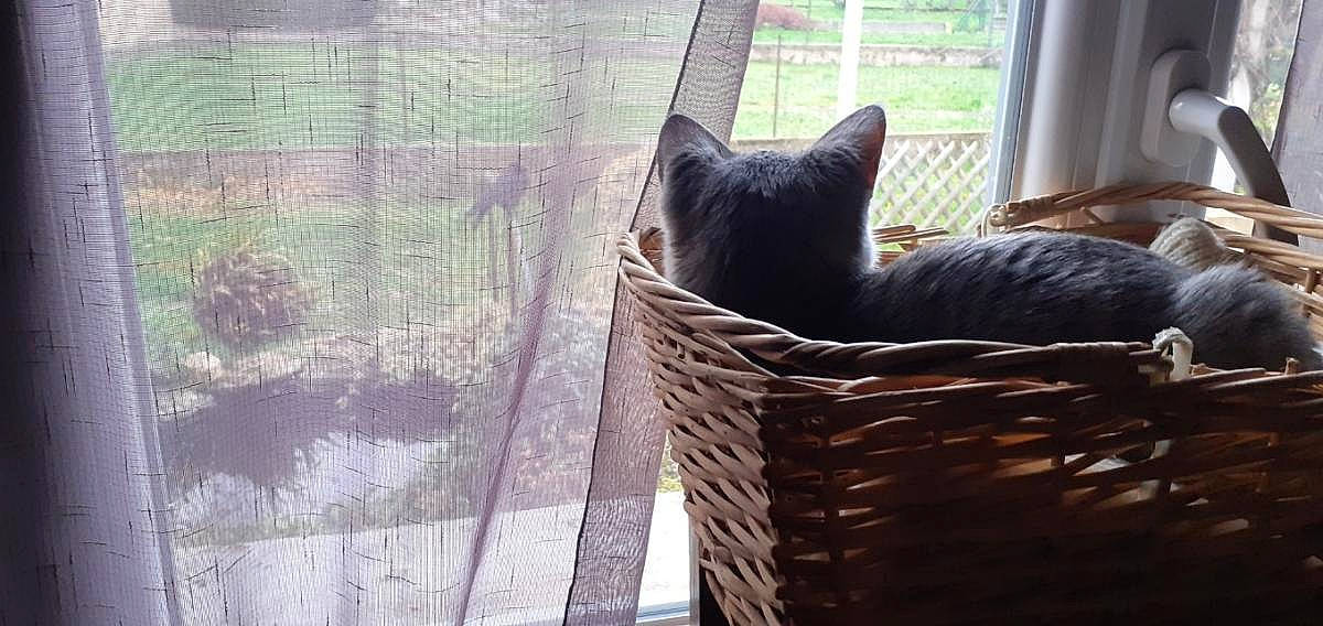 Fifi participe au concours pour gagner de l'argent avec cette photo : black_cat, carnivore, cat, comfort, domestic_short_haired_cat, fawn, felidae, fur, grass, grey, house, mesh, plant, small_to_medium_sized_cats, snout, tail, tree, whiskers, window, wood