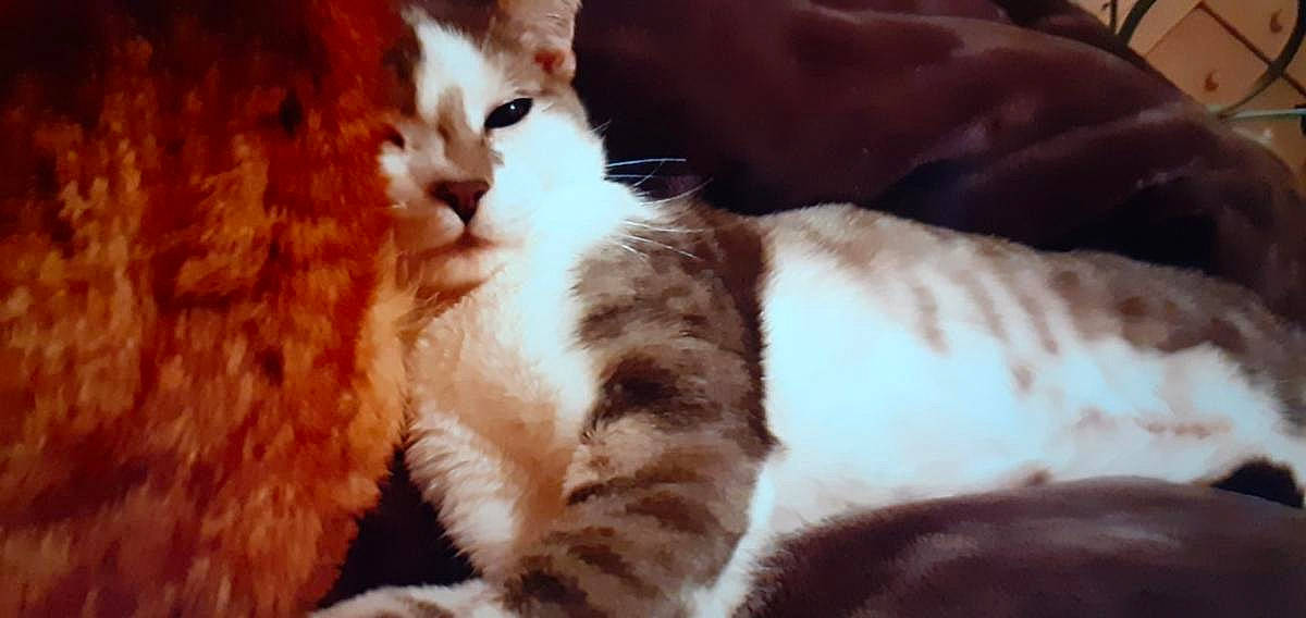 Fifi participe au concours pour gagner de l'argent avec cette photo : brown, carnivore, cat, claw, comfort, domestic_short_haired_cat, ear, fawn, felidae, fur, paw, small_to_medium_sized_cats, tail, whiskers