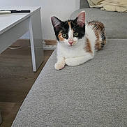 Aquarelle participe au concours pour gagner de l'argent avec cette photo : cat, calico_cat, kitten, pet, indoor, sofa, couch, gray_furniture, table, remote_control, pillow, wooden_floor, curious, resting, domestic_animal, feline, animal, cute, young, fur