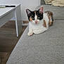 cat, calico_cat, kitten, pet, indoor, sofa, couch, gray_furniture, table, remote_control, pillow, wooden_floor, curious, resting, domestic_animal, feline, animal, cute, young, fur