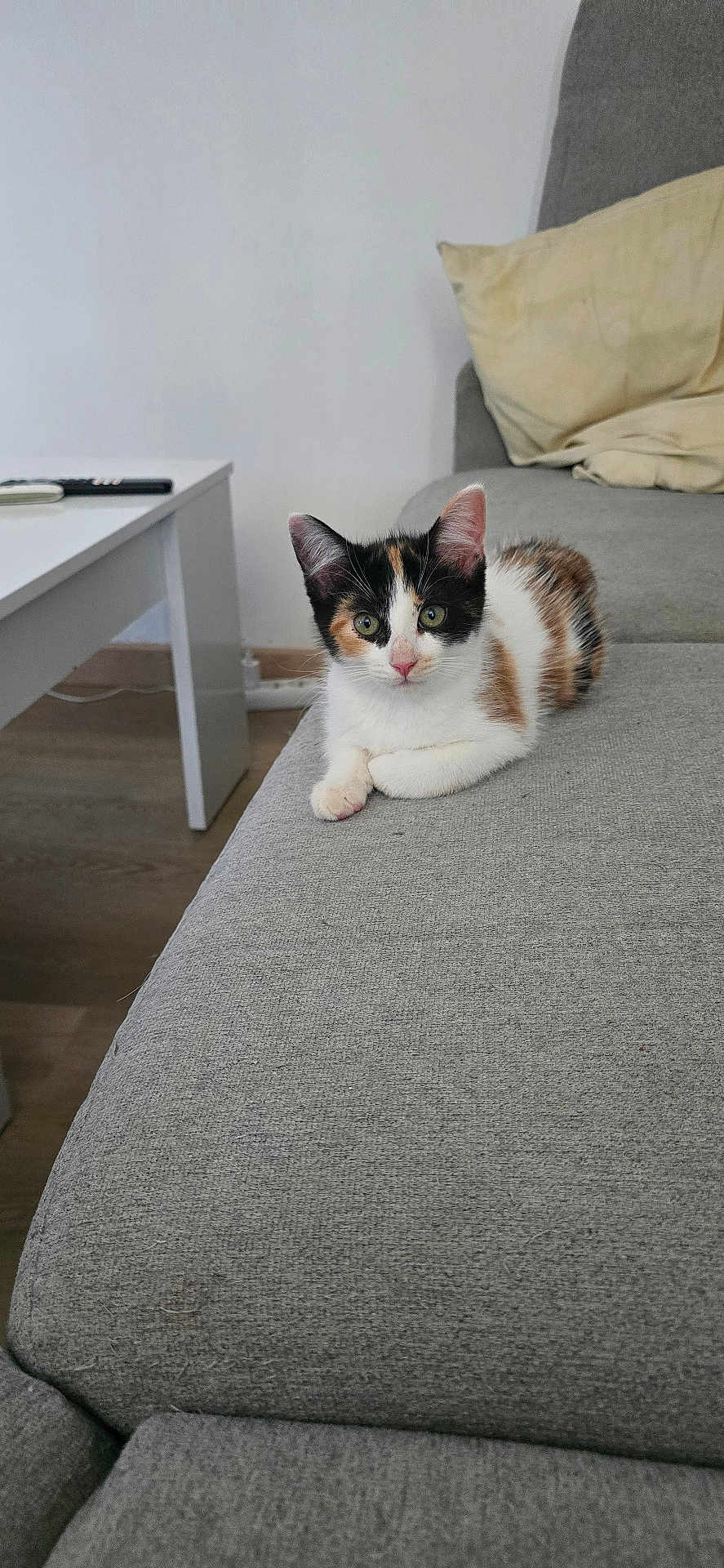 Aquarelle participe au concours pour gagner de l'argent avec cette photo : cat, calico_cat, kitten, pet, indoor, sofa, couch, gray_furniture, table, remote_control, pillow, wooden_floor, curious, resting, domestic_animal, feline, animal, cute, young, fur