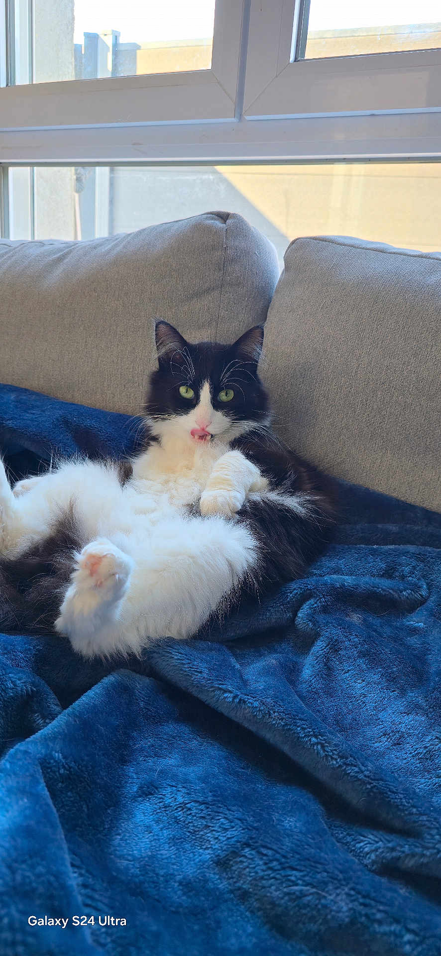 Oreo