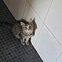kitten, cat, tabby, floor, tiles, wall, shadow, indoor, pet, animal, curious, small, young, fur, whiskers, ears, cute, looking_up, domestic, mammal