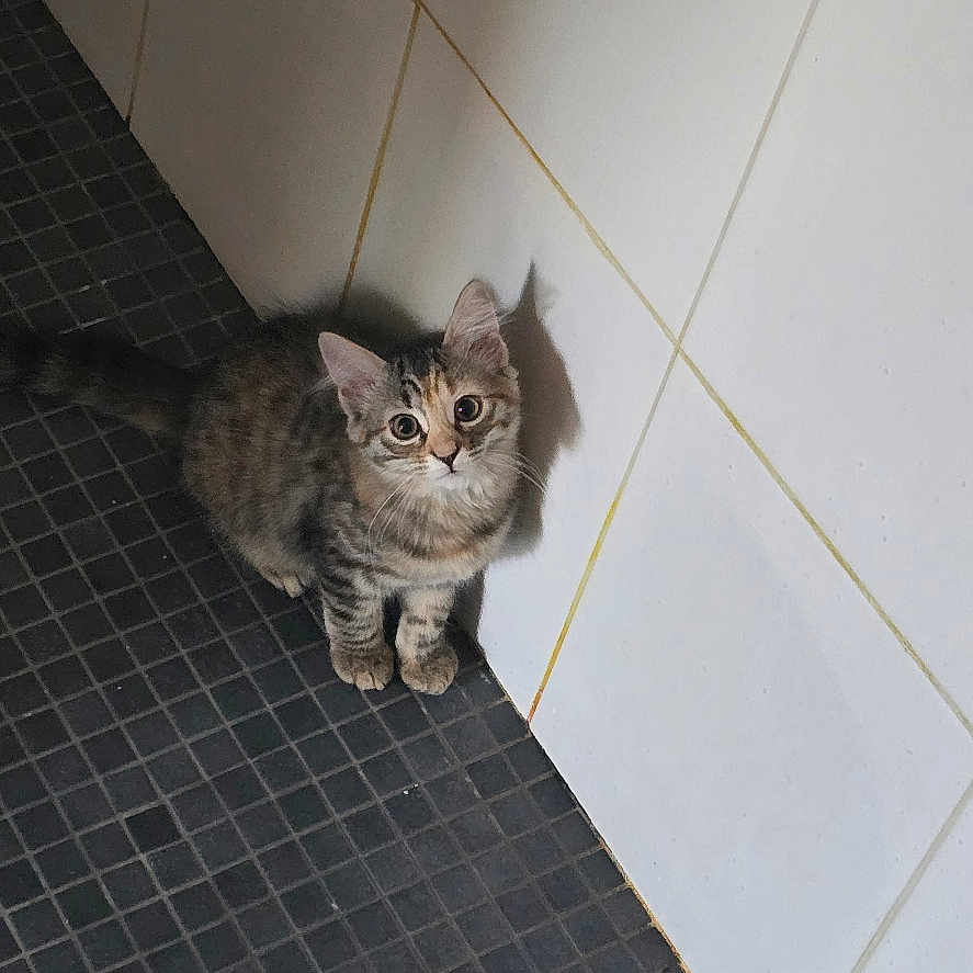 Perle participe au concours pour gagner de l'argent avec cette photo : animal, cat, curious, cute, domestic, ears, floor, fur, indoor, kitten, looking_up, mammal, pet, shadow, small, tabby, tiles, wall, whiskers, young