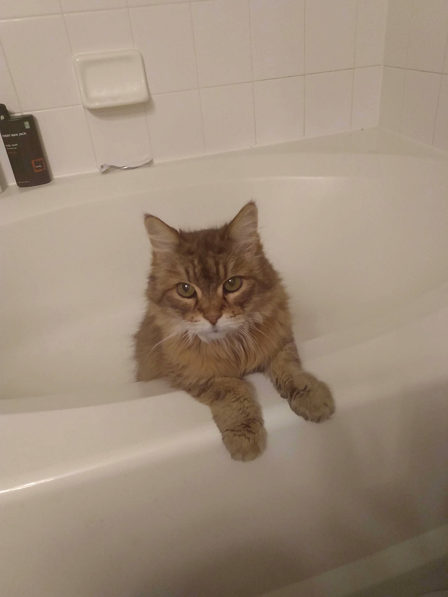 Nala joined the competition — help win amazing prizes! bathtub, british_semi_longhair, carnivore, cat, domestic_short_haired_cat, european_shorthair, fawn, felidae, fur, kitten, norwegian_forest_cat, polydactyl_cat, room, small_to_medium_sized_cats, tabby_cat, whiskers