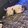 cat, cats, pet, animal, feline, lying_down, belly_up, relaxed, playful, indoor, living_room, rug, blanket, furniture, cozy, tabby, white_fur, gray_fur, portrait, home