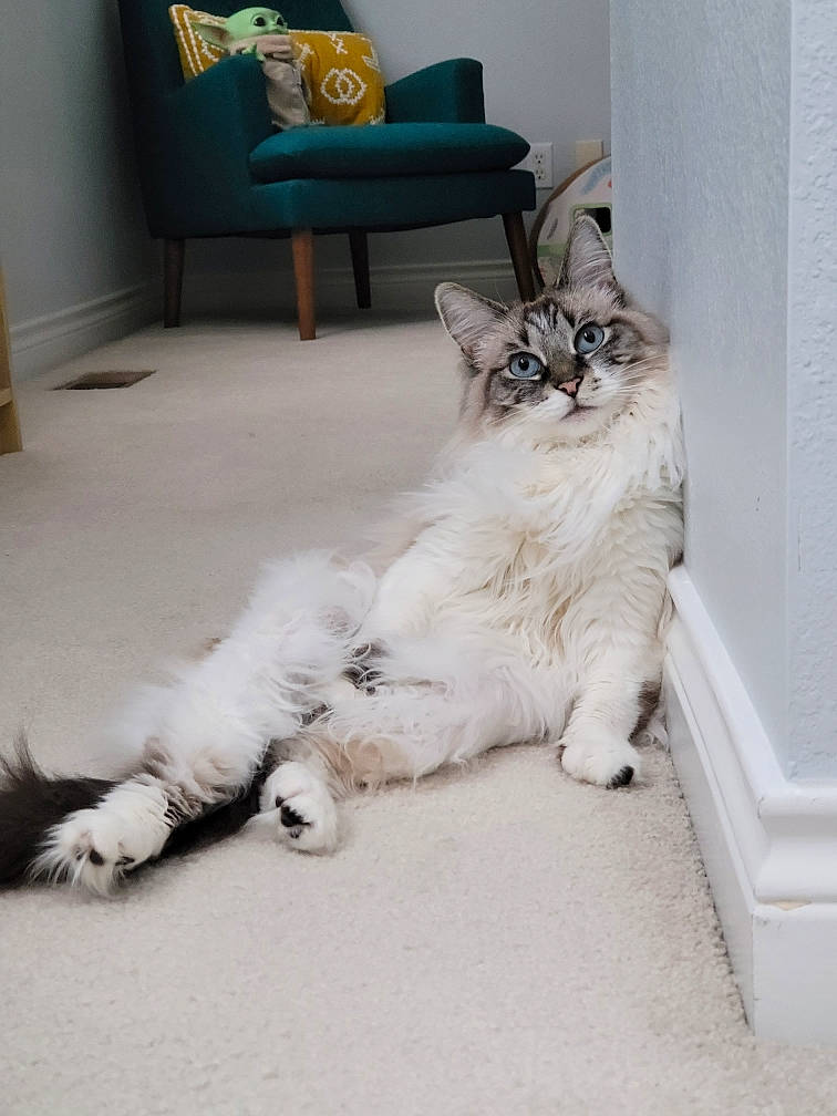 Alley joined the competition — help win amazing prizes! carnivore, cat, comfort, companion_dog, couch, domestic_short_haired_cat, fawn, felidae, flooring, fur, grey, hardwood, human_leg, paw, picture_frame, small_to_medium_sized_cats, snout, tail, whiskers, wood